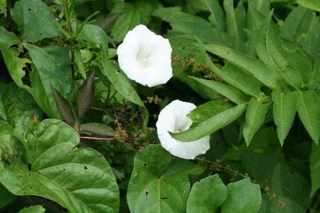 calystegia  12 juin 019.jpg