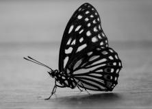 BorisWorkshop - Butterfly - Found on Flickr