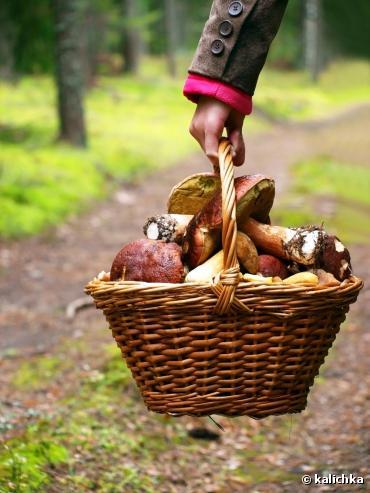 Cueillette des champignons : conseils pour éviter l'intoxication