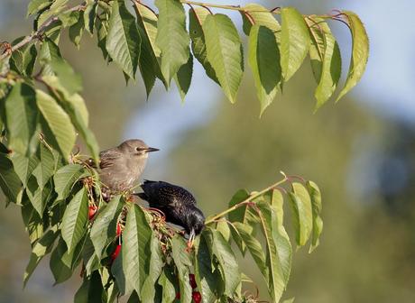 le pique nique des étourneaux 