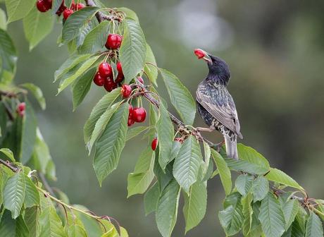 le pique nique des étourneaux 