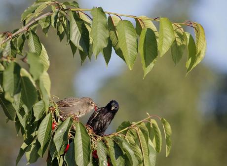 le pique nique des étourneaux 