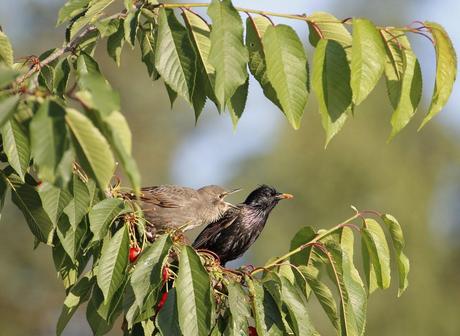 le pique nique des étourneaux 