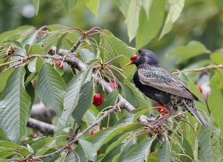 le pique nique des étourneaux 