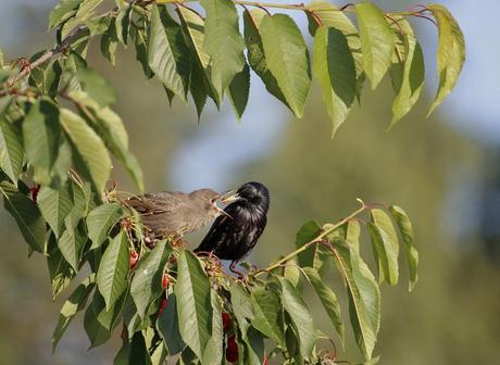 le pique nique des étourneaux 
