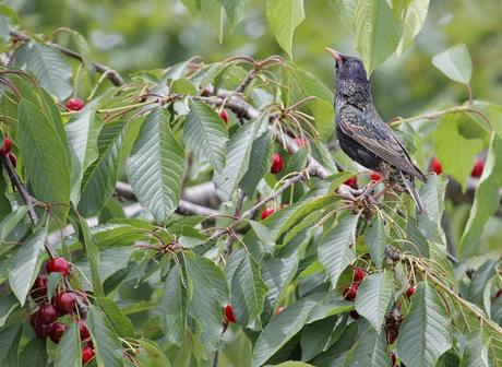 le pique nique des étourneaux 
