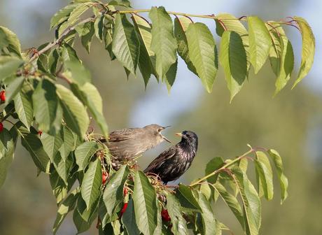le pique nique des étourneaux 