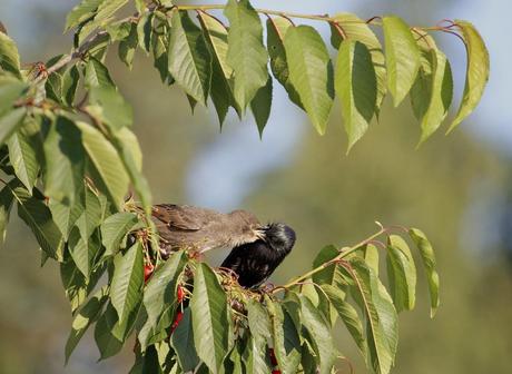 le pique nique des étourneaux 
