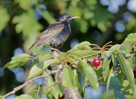 le pique nique des étourneaux 