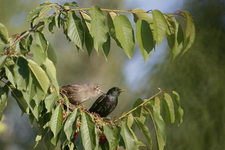le pique nique des étourneaux 