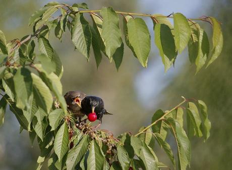 le pique nique des étourneaux 