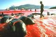 Massacre des dauphins globicéphales aux îles Féroé : la énième barbarie au nom de la tradition !