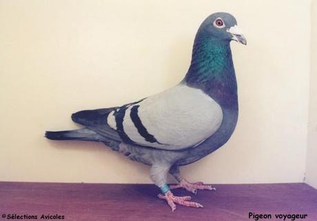 Pigeon voyageur