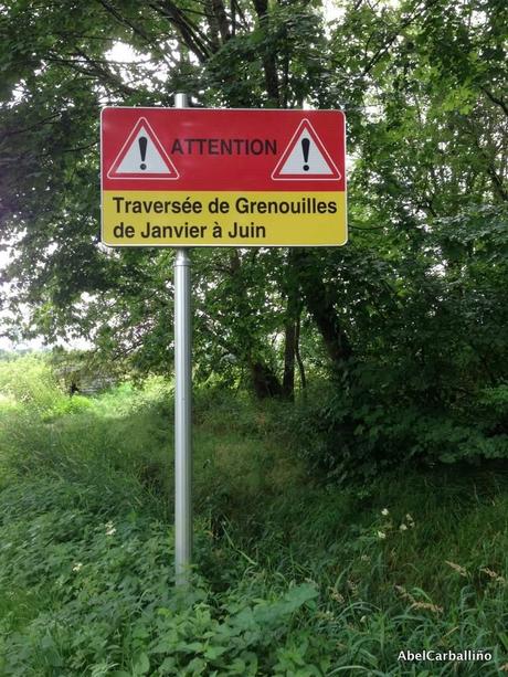 Attention  Grenouilles !