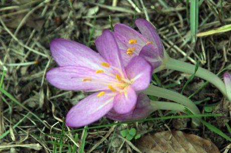colchique veneux 4 sept 2014 100.jpg