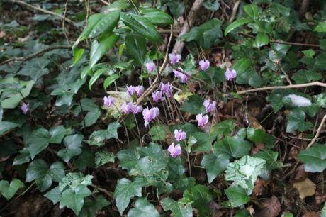 cyclamen 4 sept 2014 001.jpg