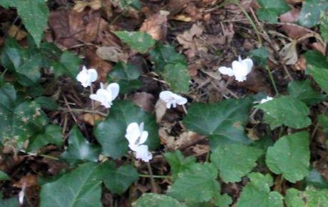cyclamen rec 4 sept 2014 002.jpg