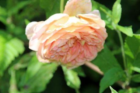 leander romi 9 août 2014 022.jpg