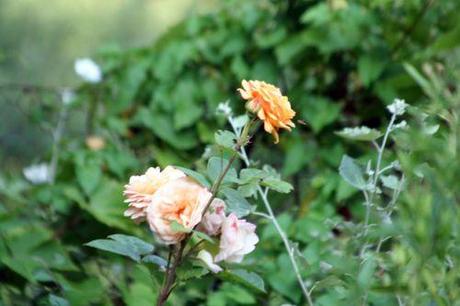 3 leander romi 2 juil 023.jpg