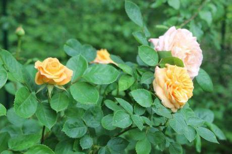 1 leander romi 23 mai 2014 020.jpg