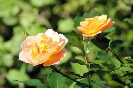 5 leander romi 14 sept 2011 012.jpg