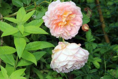 6 leander bout romi 31 août  2014 044.jpg