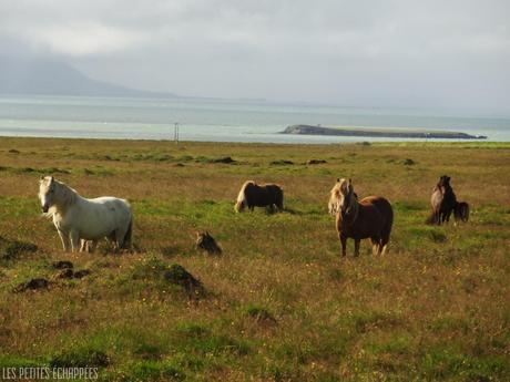 Viking Horses Iceland 2