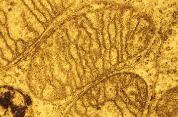 Mitochondrie : des acteurs de la mort cellulaire aux régulateurs de la différenciation cellulaire