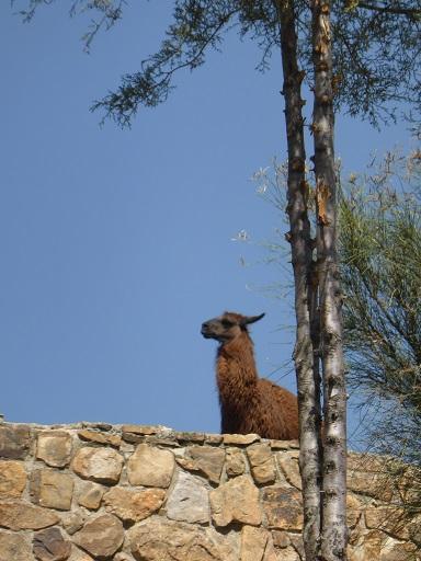 Folies gastronomiques boliviennes de l'été