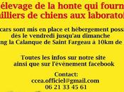 Coup gueule Lady Galga: engagez vous! aidez animaux