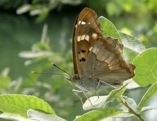 Le Petit Mars, Apatura ilia