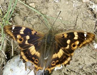 Le Petit Mars, Apatura ilia