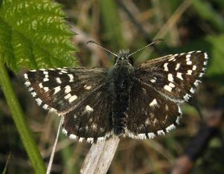 L'Hespérie de la Mauve, Pyrgus malvae