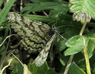 La Phalène picotée, Ematurga atomaria