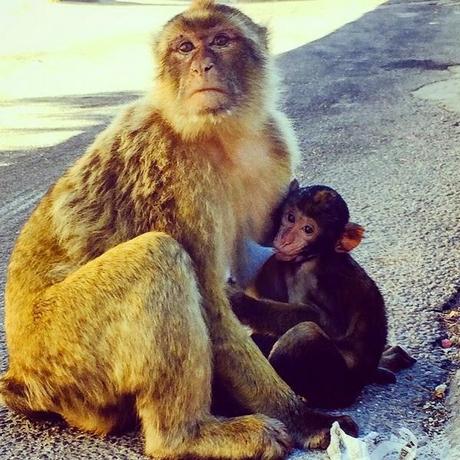 Rita Ora est tombée amoureuse d'un singe !