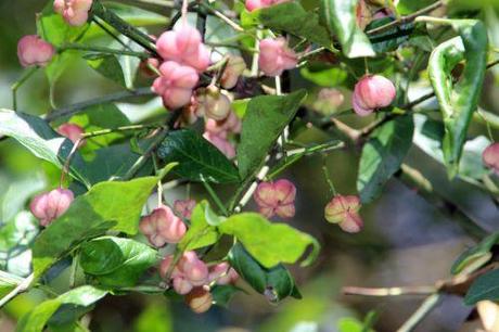 7 euo euro romi 31 aoûtv  2014 059 (1).jpg