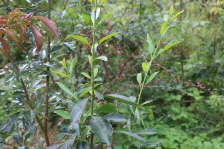 6 euo grandi romi 31 aoûtv  2014 035 (6).jpg