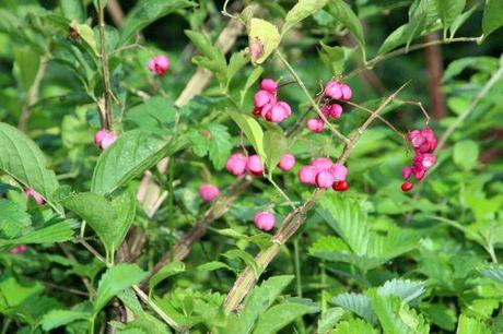 1 euo phello romi 31 aoûtv  2014 071.jpg