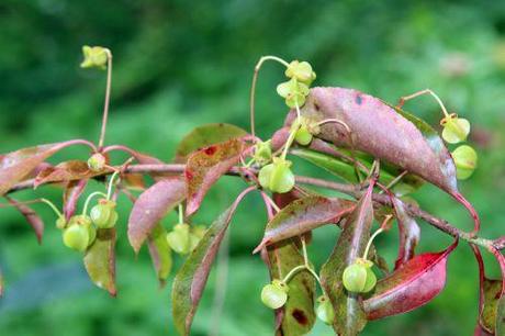 4 euo grandi romi 31 aoûtv  2014 035 (4).jpg