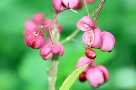 2 euo phello romi 31 aoûtv  2014 038.jpg