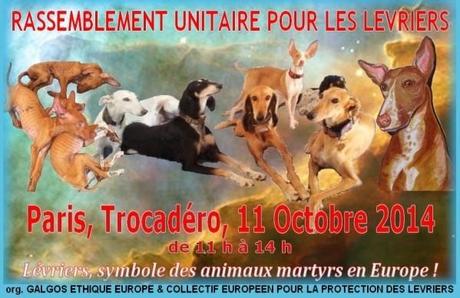 Bloc notes le rassemblement pour les levriers le 11/10