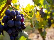 Quel votre secret, pour aimer vin?