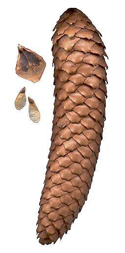 255px-Picea_abies_cone