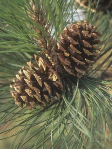 derrick-ditchburn-mature-female-or-seed-cones-and-needles-of-the-ponderosa-pine-pinus-ponderosa-western-usa