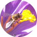 Le retour des abeilles annonciatrices du printemps 