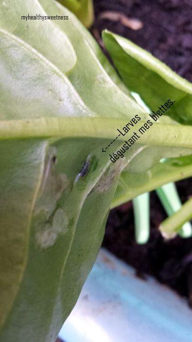 Potager bio sur balcon