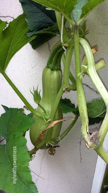 Potager bio sur balcon