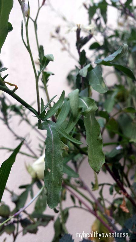 Potager bio sur balcon