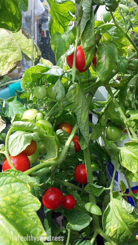 Potager bio sur balcon