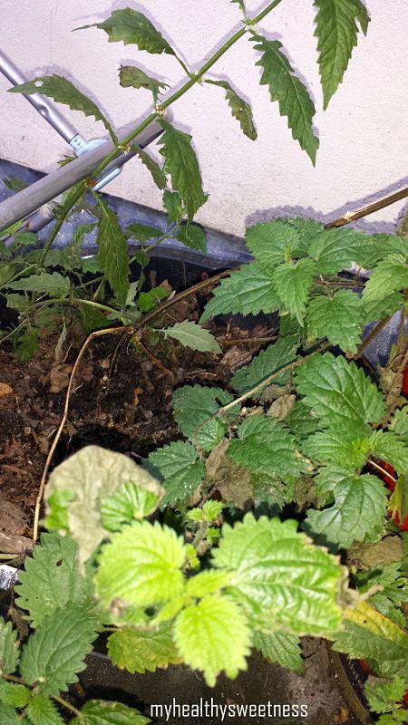 Potager bio sur balcon